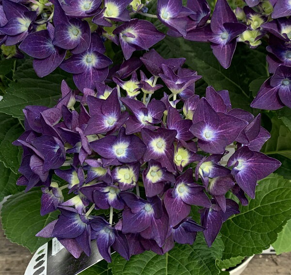 紫陽花 続々開花 葉っ葉のブログ 紫陽花 続々開花 葉っ葉のブログ