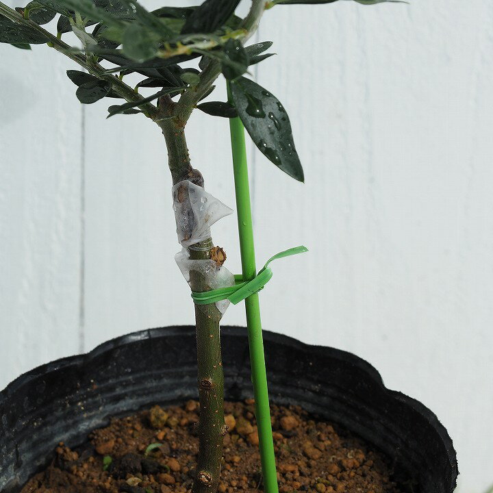 オリーブ春の鉢増し ジャンボカラマタ Olivegardening With Succulent オリーブ春の鉢増し ジャンボカラマタ Olivegardening With Succulent
