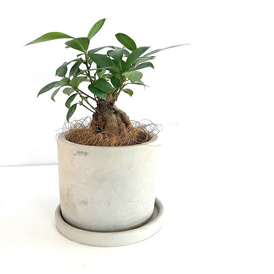 観葉植物 ガジュマル おしゃれ 普通の人のブログ 観葉植物 ガジュマル おしゃれ 普通の人のブログ