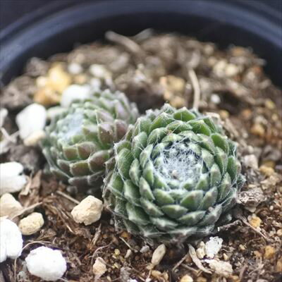 ダイソー多肉植物 センペルビューム 雑貨 手作りノート Harina ダイソー多肉植物 センペルビューム 雑貨 手作りノート Harina