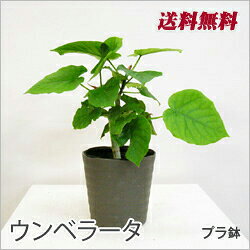 ■観葉植物■【送料無料】 ウンベラータ5号鉢九州・北海道・沖縄へのお届けは別途送料が掛かります