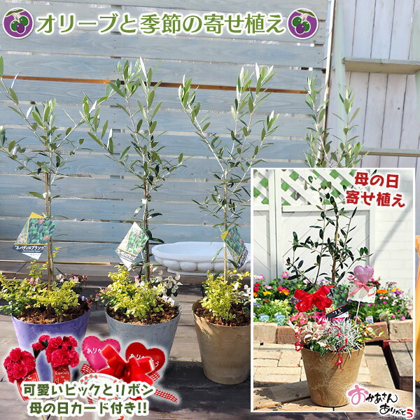 オリーブの木は観葉植物にぴったり ネットで買えるオススメの品種 ショップ りんごとオリーブ