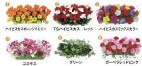 ローワイドプランター/ガーベラレッドピンク 装飾 フラワー 花 プランター 演出 パチンコ備品 送料無料