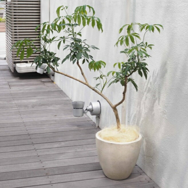 楽天市場】セメント 鉢(カラーベージュ)(花・ガーデン・DIY 楽天市場】セメント 鉢(カラーベージュ)(花・ガーデン・DIY