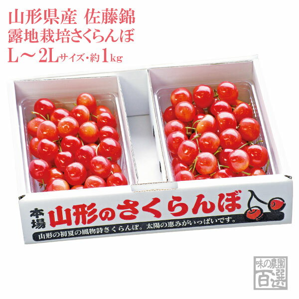 露地栽培 最盛期佐藤錦 バラ詰約1kg L〜2Lサイズ（61-H）