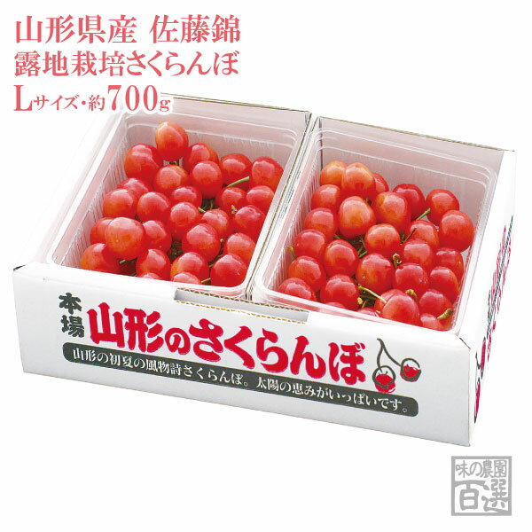 露地栽培 最盛期佐藤錦 バラ詰約700g Lサイズ（61-R）【山形産/さくらんぼ/サクランボ/送料無料/贈答用/産地直送/お中元】