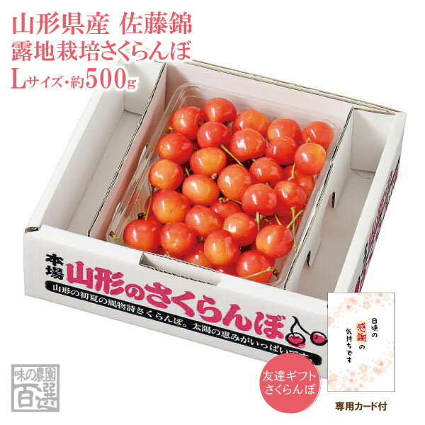 友達ギフトさくらんぼ 露地栽培 最盛期佐藤錦バラ詰500g Lサイズ(67-V)【山形産/さくらんぼ/サクランボ/送料無料/贈答用/お中元】