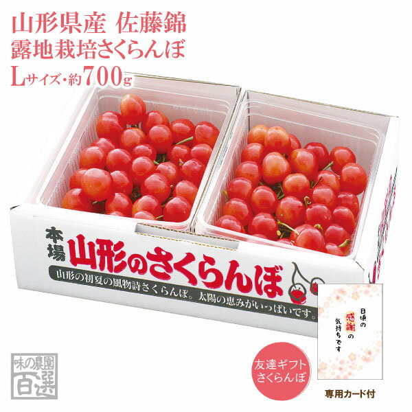 友達ギフトさくらんぼ 露地栽培 最盛期佐藤錦バラ詰700g Lサイズ(67-W)【山形産/さくらんぼ/サクランボ/送料無料/贈答用/お中元】