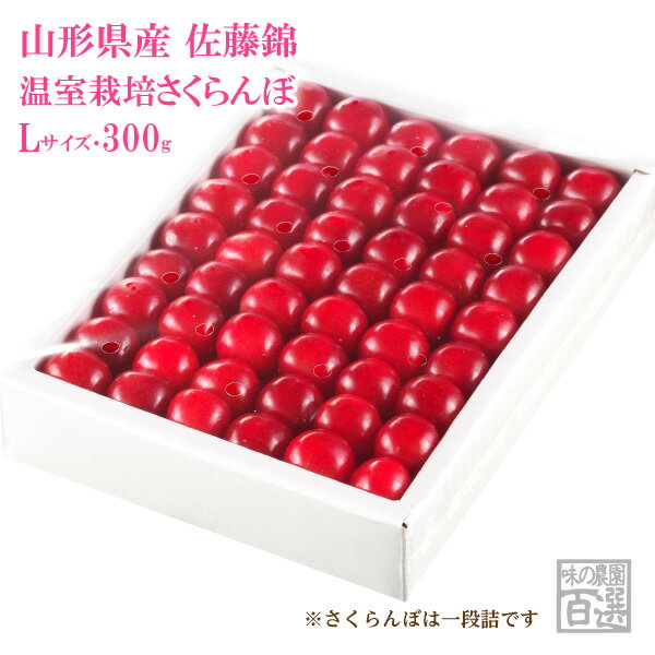 さくらんぼ 温室さくらんぼ佐藤錦 化粧箱 約300g Lサイズ（70-A）