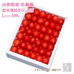 温室さくらんぼ佐藤錦 化粧箱 約500g Lサイズ（70-B）