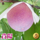《 早期予約 送料無料 》山梨県 境川産 【 プラム すもも 貴陽 きよう (約1.5kg)】 高級フルーツ キヨウ 李 スモモ 果物 贈り物 ご贈答 お取り寄...