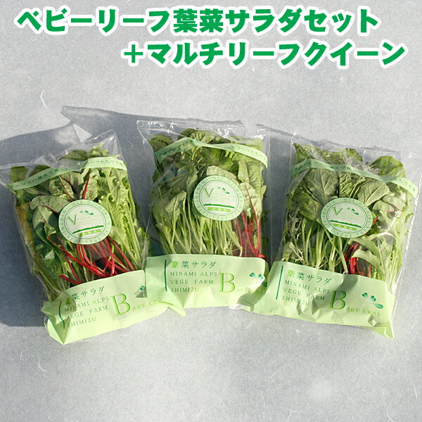 ロケットセルバチコ 1PAC （約50g）　【久保田農園　福岡産　あしらい　飾り　珍しい野菜　野菜　ハーブ】