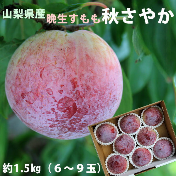 【秋さやか プラム】 晩生品種【山梨県産 すもも 大玉の希少品種 秋さやか 約1.5kg 6～9玉入】贈答品 限定品 産地直送 お取り寄せ　今期最終品種 数量限定です。のサムネイル