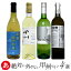 ܥ磻  Ф˳ʤý磻4 ̵ ե 磻󥻥å ý磻 磻 ɸ   £ 磻 Japanese wine