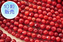 サンゴビーズ 約3mm 【10粒販売】 パワーストーン ビーズ ラウンドカット型 (珊瑚染色) さんご サンゴ コーラル 山珊瑚 海竹 アクセサリーパーツ ハン...