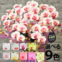 【500円OFFクーポン対象】 蘭 鉢植え 造花 フラワーアレンジメント 花 胡蝶蘭 5本 ギフト プレゼント ミディ 開店祝い お祝い 光触媒 卒業祝い プレゼント ミニ ギフト 誕生日 白 ピンク ミニ ココキャンフラワー 敬老の日 母の日