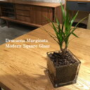 【送料無料】 観葉植物 インテリア おしゃれ ハイドロ カルチャー 観葉 植物 ドラセナ コンシンネ 誕生日 高さ20cm程度 グラス スクエア 角 ガラス マ...