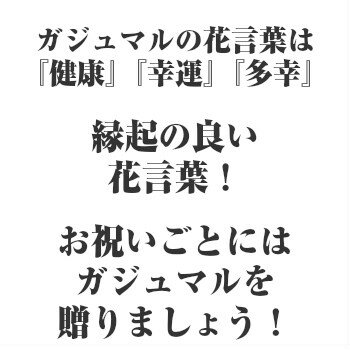 【送料無料】 ガジュマルの木 観葉植物 ガジュマル 鉢 モダンスクエアホワイト【ミニ インテリア 引越し祝い 開店祝い 新築祝い デスク 簡単 丈夫 育てやすい 多幸 ギフト 北欧 加湿器】