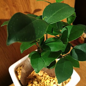 【送料無料】ガジュマル観葉植物精霊の宿る木ホワイトトールポット/【鉢植え観葉植物ガジュマルの木多幸の木陶器デスク誕生日風水ギフト】