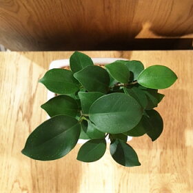 【送料無料】ガジュマル観葉植物精霊の宿る木ホワイトトールポット/【鉢植え観葉植物ガジュマルの木多幸の木陶器デスク誕生日風水ギフト】