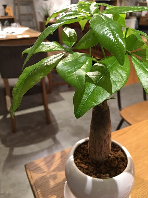 楽天市場 送料無料 観葉植物 おしゃれ パキラ 鉢植え ホワイト サークル 高さcm程度 受け皿付き 土植え 金運アップ 発財樹 お金が貯まる 白 陶器 デスク 誕生日 風水 ギフト お祝い おしゃれ 日陰 インテリア 北欧 加湿器 簡単 丈夫 ミニ観葉 トイレ 観葉