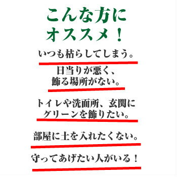 送料無料 観葉植物 テーブルヤシ ハイドロカルチャー 観葉植物 ホワイト ラウンド 高さ15cm程度 【ハイドロ ヤシの木 陶器 デスク 誕生日 風水 ギフト ユーロプランツ お祝い おしゃれ 日陰 インテリア 北欧 加湿器 簡単 丈夫 育てやすい ミニ観葉 トイレ 】