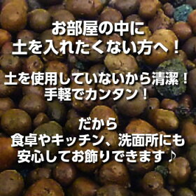 食卓やリビングにもおすすめです!