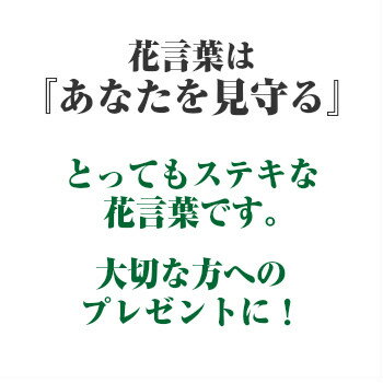 送料無料 観葉植物 テーブルヤシ 観葉植物 ハイドロカルチャー スクエア グラス 高さ15cm程度 【ハイドロ ガラス ヤシの木 デスク 誕生日 風水 ギフト ユーロプランツ スタジオ お祝い おしゃれ 日陰 インテリア 北欧 簡単 丈夫 育てやすい ミニ観葉 トイレ 】