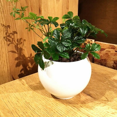 楽天市場 送料無料 ハイドロ カルチャー 観葉 植物 おしゃれ シュガーバイン ハイドロカルチャー 洗練されたオトナが選ぶ 観葉植物 ホワイト ラウンド 高さ15cm程度 白 丸 つる性 ハイドロ 陶器 デスク 誕生日 風水 ギフト お祝い インテリア 家具 雑貨 新築