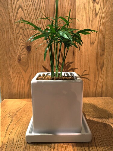 おいしさと風水 観葉 植物 トイレ健康 おいしさと風水 観葉 植物 トイレ健康