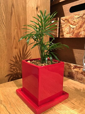 送料無料 観葉植物 テーブルヤシ 鉢植え 高さ15cm程度 観葉植物 レッド スクエア 受け皿付き 【土植え ヤシの木 赤 陶器 デスク 誕生日 風水 ギフト ユーロプランツ お祝い おしゃれ 日陰 インテリア 北欧 加湿器 簡単 丈夫 育てやすい ミニ観葉 トイレ 】