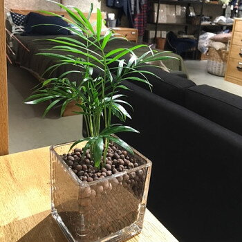 ヤシ 【送料無料】 観葉植物 インテリア おしゃれ ハイドロ カルチャー 観葉 植物 テーブルヤシ スクエア グラス 高さ15cm程度 【 ガラス ヤシの木 デスク 誕生日 風水 ギフト スタジオ 北欧 育てやすい ミニ観葉 トイレ 】