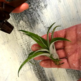 霧吹き01