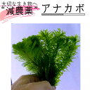 【全国 送料無料】 アナカボ1束(アナカリス5本 カボンバ5本)15cm程度 減農薬 処理済み (水草 金魚メダカ 水草 熱帯魚 グッピー アクアリウム ギフト...