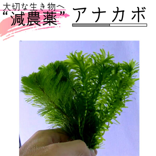 アナカリスの育て方 みんな探してる人気モノ アナカリスの育て方 ペット ペットグッズ アナカリスの育て方 みんな探してる人気モノ アナカリスの育て方 ペット ペットグッズ
