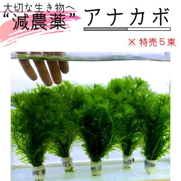 アナカリスの育て方 みんな探してる人気モノ アナカリスの育て方 ペット ペットグッズ アナカリスの育て方 みんな探してる人気モノ アナカリスの育て方 ペット ペットグッズ