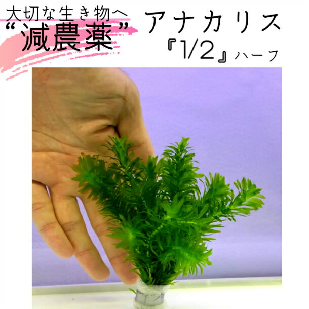 【全国 送料無料】 減農薬 処理済み アナカリス ハーフサイズ 1束 8本 セット 長さ10cm (金魚 メダカ 熱帯魚 グッピー 水槽 テラリウム アクアリウム) (ユーロプランツスタジオ)