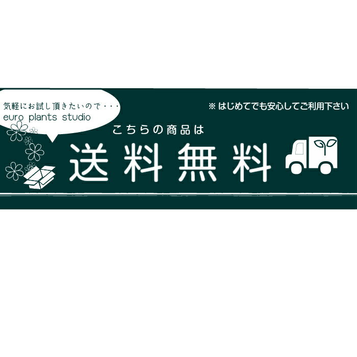 水草 アナカリス ハーフサイズ 1束 8本 セット 初心者にもオススメ品種 減農薬 祝開店 大放出セール開催中 処理済み 水槽 熱帯魚 メダカ グッピー 金魚 植物工房ユーロプランツスタジオ アクアリウム 長さ10cm テラリウム