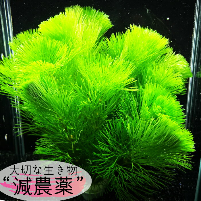 【全国 送料無料】 減農薬 処理済み カボンバ 1束 10本 セット 長さ15cm 程度 (金魚 メ ...