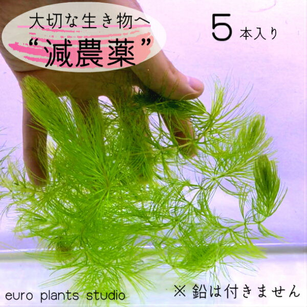 グッピー 水草 みんな探してる人気モノ グッピー 水草 ペット ペットグッズ グッピー 水草 みんな探してる人気モノ グッピー 水草 ペット ペットグッズ