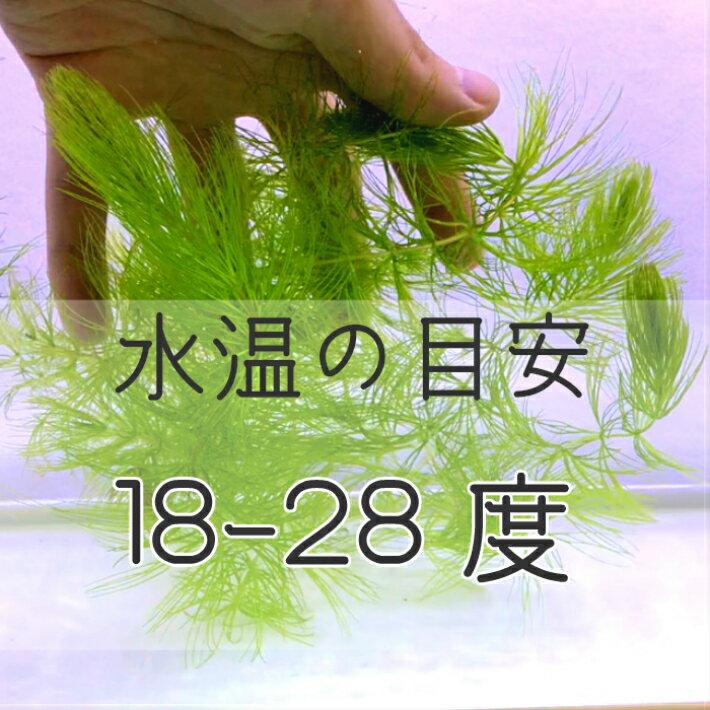水草 マツモ 5本セット 初心者にもオススメ品種 減農薬 100 正規品 処理済み 1セット 5本 長さ10 15cm程度 植物工房ユーロプランツスタジオ アクアリウム 金魚 水槽 グッピー 熱帯魚 テラリウム メダカ