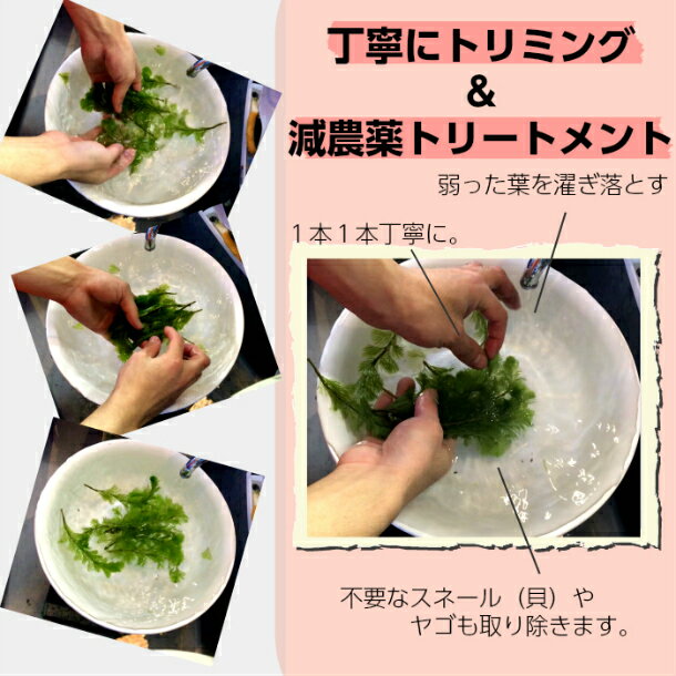 水草 マツモ 5本セット 初心者にもオススメ品種 減農薬 100 正規品 処理済み 1セット 5本 長さ10 15cm程度 植物工房ユーロプランツスタジオ アクアリウム 金魚 水槽 グッピー 熱帯魚 テラリウム メダカ