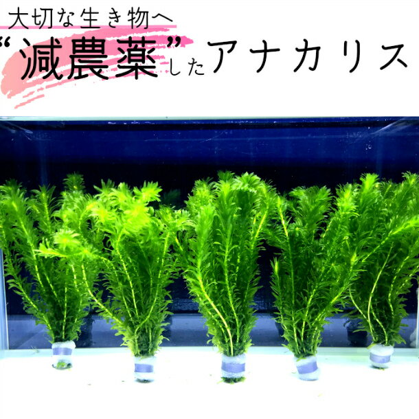【全国 送料無料】 減農薬 処理済み アナカリス 5束 40〜43本 セット 長さ15cm程度 (金 ...