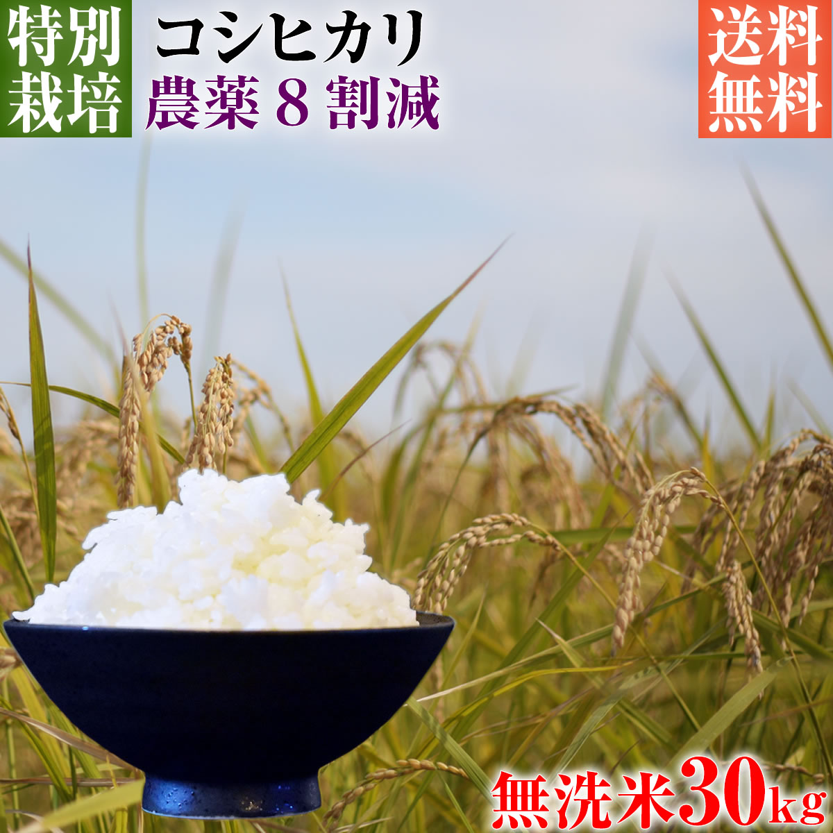 【新米】令和5年産 特別栽培米 コシヒカリ 30kg 送料無料 無洗米 埼玉県知事認定地域指導農家エコファーマー 農家直送 特別栽培米 こしひかり kosihikari koshihikari