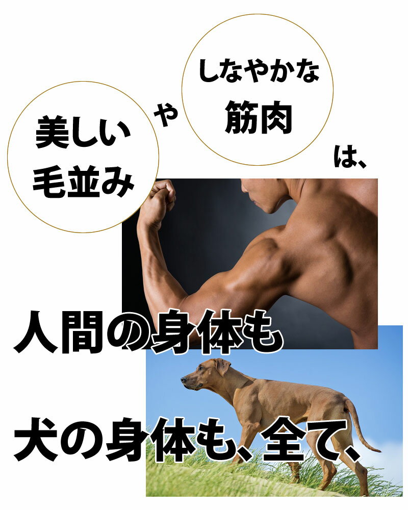 プロテイン犬用プロテインSOY1ソイワン大豆100%無添加無加工