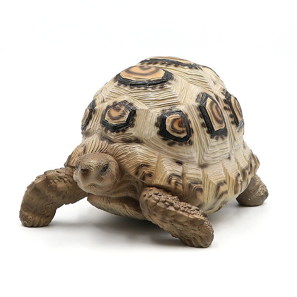 PET BANK LEOPARD TORTOISE ペットバンク ソマリアヒョウモンリクガメ 【AS】