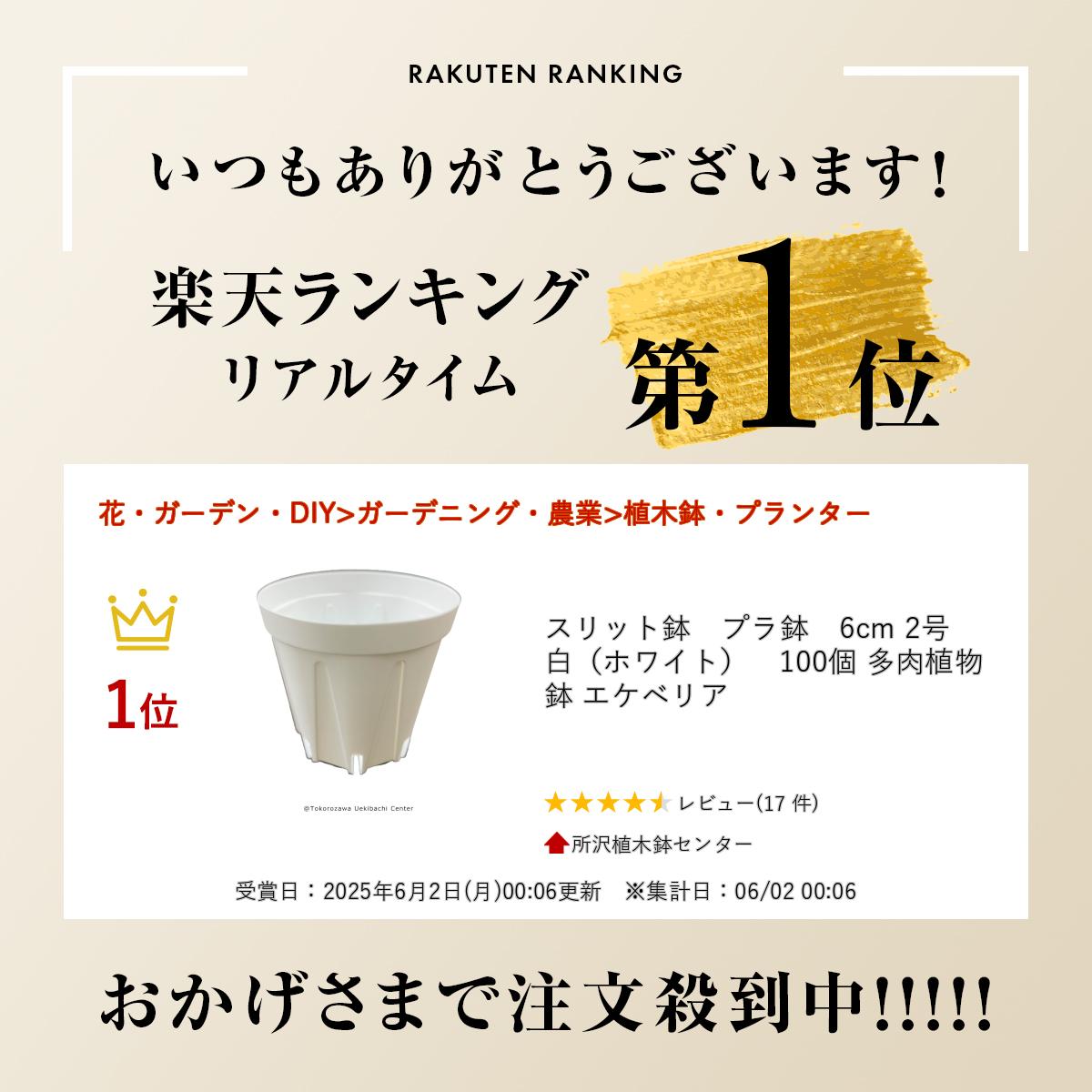 スリット鉢　プラ鉢　6cm 2号　白（ホワイト）　100個 多肉植物 鉢 エケベリア