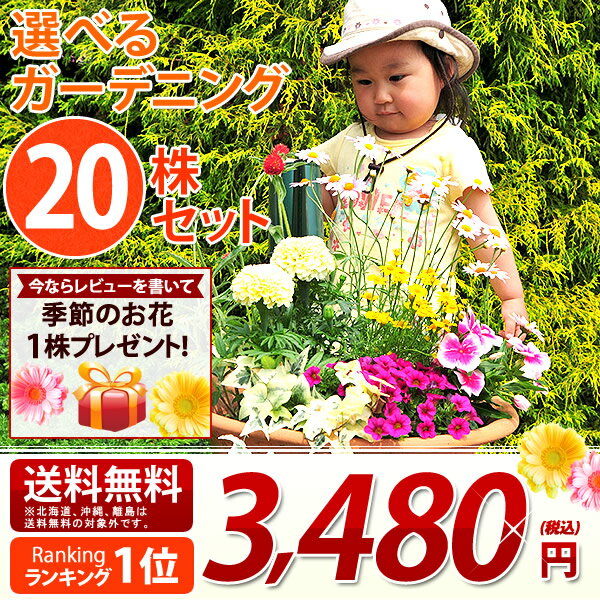 花苗 選べる花ガーデニング 福袋 季節の花苗セット 夏の花 敬老の日 ギフト 福袋 花壇 花 送料無料 花 お母さん 誕生日プレゼント 花 贈り物 苗物 大苗 寄せ植え 宿根草 多年草 一年草 花 フラワー 庭 手入れ 店舗花壇 夏の苗セット