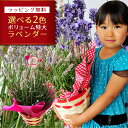 早割 ラベンダー 5号サイズ 鉢花 鉢植え 母の日プレゼント ボリューム特大ラベンダー 送料無料 素敵な香りとブルーに染まる ラッピング リボン 花 母の日ギフ...