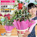 ◆送料無料◆【10本セット】宮川早生 みかん 苗木 鉢植え 接ぎ木苗 ポット植え【ベランダで育成】[小] 9cmポット 果樹 家庭菜園 温州